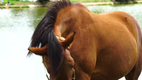 Close up of bay horse with bridle. Static