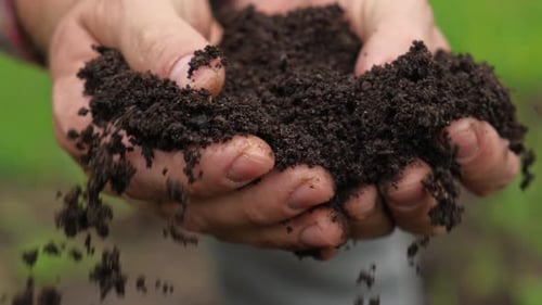 Fertile Soil in Male Hands Farmer Hold Rich Land in Field Handful Black Soil Natural Ecological