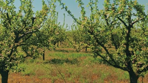 Üppiger Obstgarten in voller Blüte — eine Hommage an die herrliche Pracht der zeitlosen Natur