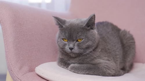 Grey Cat Resting Comfortably on Pink Chair