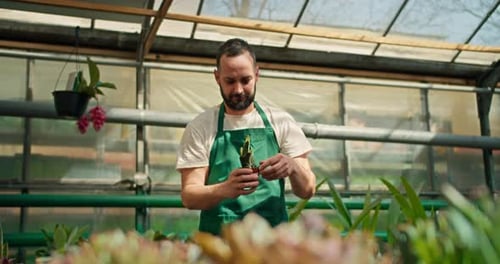 A Happy Brunette Guy in a Green Apron Takes One of the Plants in the Greenhouse and Examines It