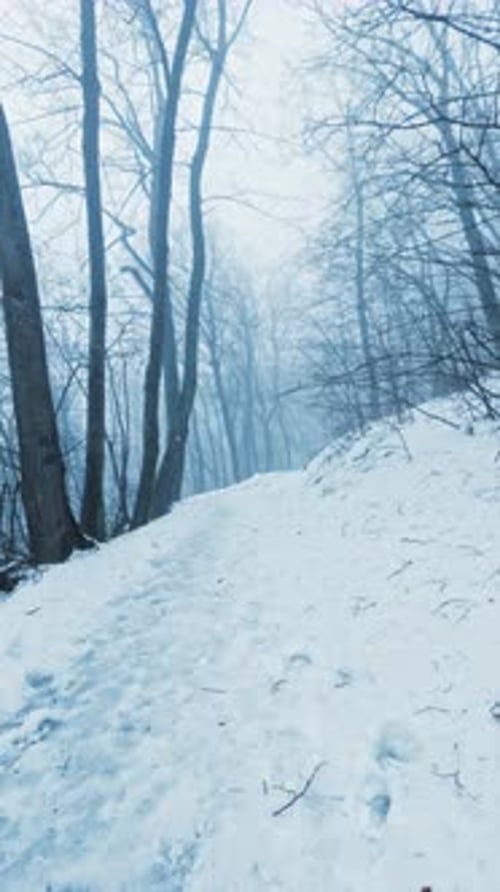 Vertical Winter Forest Walk POV