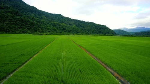 Green rice fields. Blue sky, white clouds, mountains are like idyllic paintings.