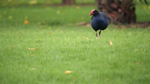 Australischer Vogel auf der Suche nach Nahrung