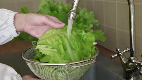 Washing Fresh Green Lettuce Under Kitchen Faucet