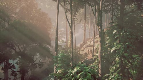 The Beautiful Scene of Tropical Rain Forest