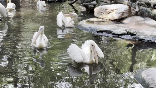 American white pelican Bird