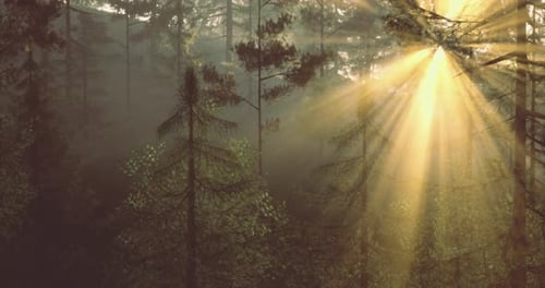 Sunlight Filtering Through Trees in a Misty Forest During Morning Hours