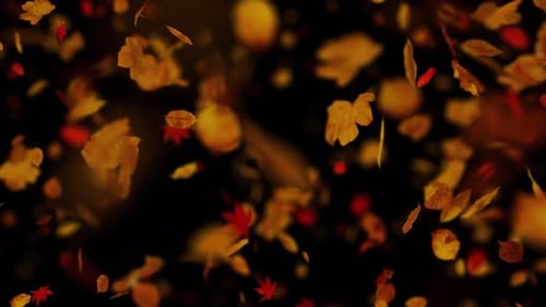 Feuilles d'automne colorées tombant en profondeur de champ. Canal Alpha