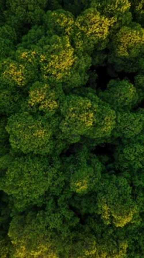 Vertical Video Aerial View Green Forest Background