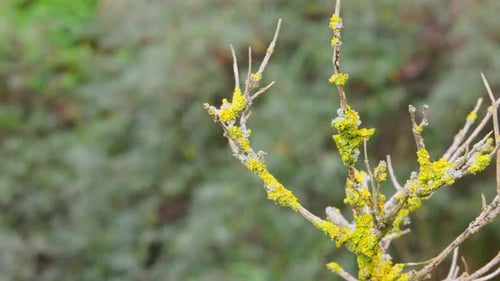 Teloschistaceae Fungi. Lichen forming fungi.