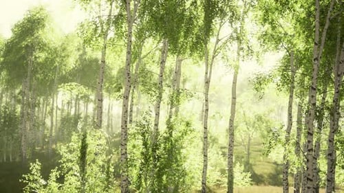 Birch Trees on the Green Grass