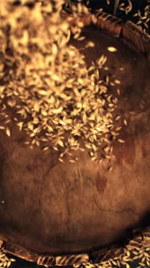 The Super Slow Motion of Wheat Grains Falls on the Wooden Tray Filmed on a Highspeed Camera at 1000