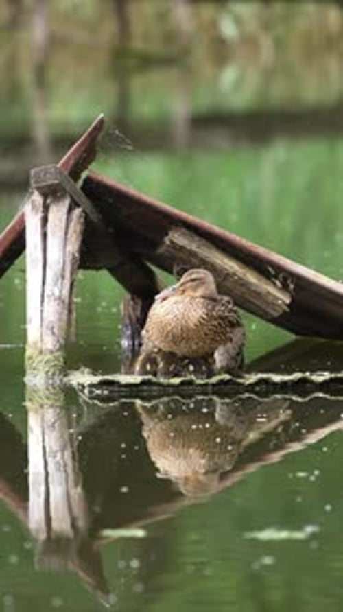 Canards colverts nichant de petits canetons. Oiseau sauvage cachant sa progéniture sous les vieilles planches