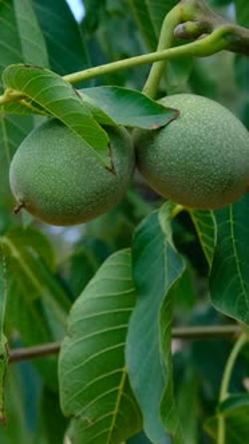 Grüner Walnussbaum