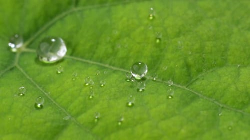 Green leaf texture close up view, water drops fall in slow motion, view