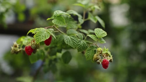 Closeup View of Ripening Raspberries on a Leafy Branch in a Lush Garden Bright Red Fruit Alongside