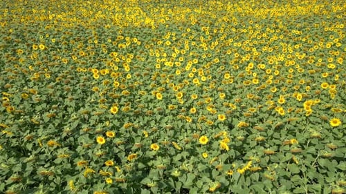 Sunflower Field in Summer