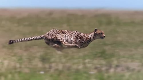 Cheetah Running at Full Speed Across Grassy Plain