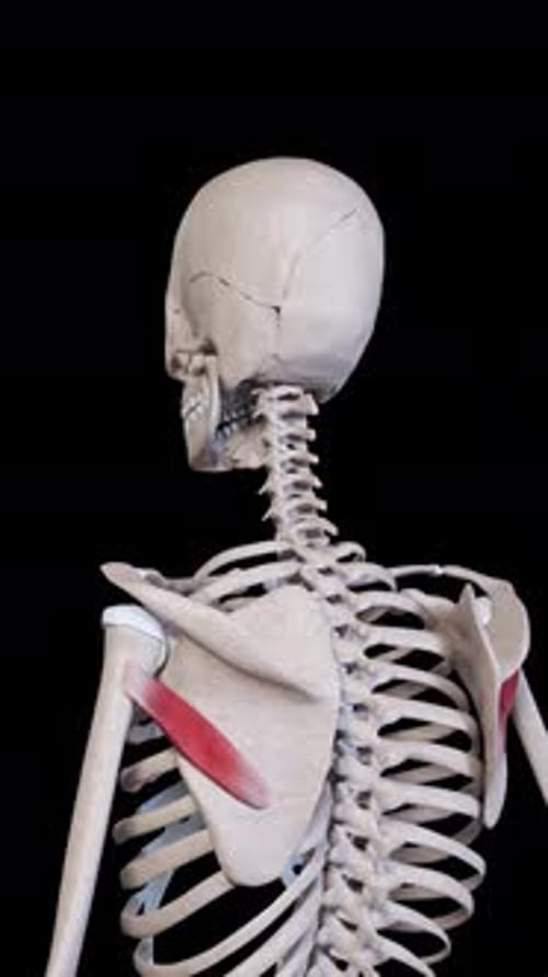 3D Human Skeleton with Highlighted Shoulder Muscles Animation
