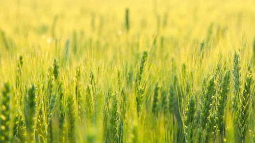 Wheat Field