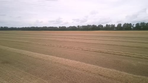 Wheat field aerial view in Ukraine