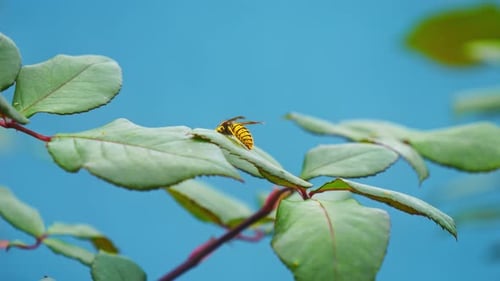 Bee 4k