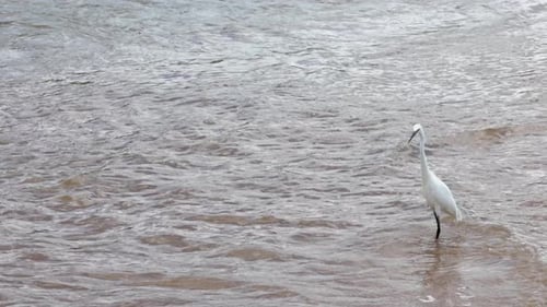 White Bird Standing in the River Water