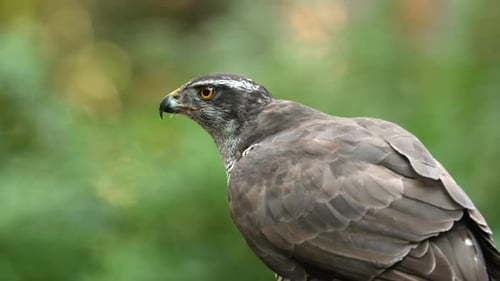 Portrait shot of wild Northern Goshawk eating prey outdoors in nature - defocused background - close