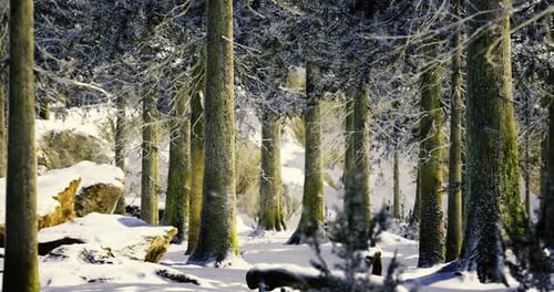 Snowy Forest Landscape with Tall Trees During Winter Season