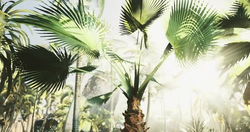 Lush Tropical Oasis Illuminated By Soft Sunlight Filtering Through Palm Leaves