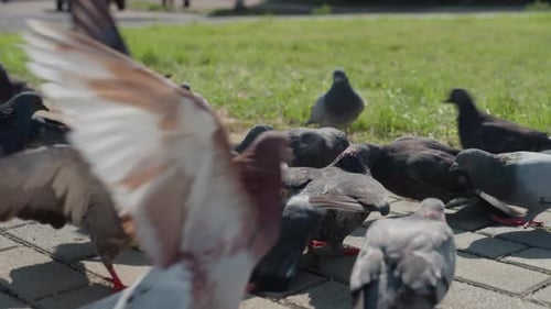 City Bird Activity Urban Pigeons Peck and Flutter Flock of Urban Pigeons Feeding and Fluttering