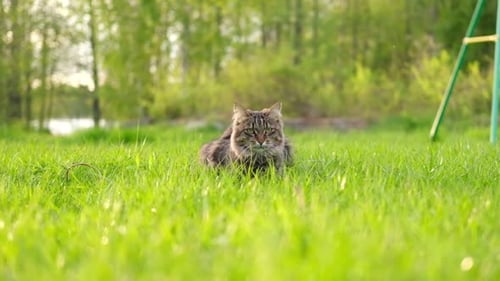 Graceful Gray Tabby Cat Walking on Green Grass Meadow Funny Little Cat Outdoors Beautiful Grey