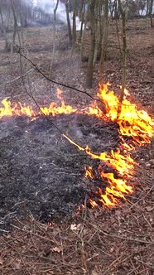 Vertical Video of Forest Fire