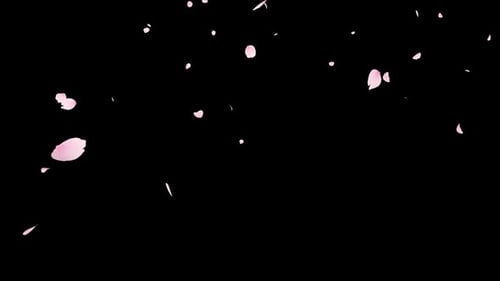Cherry Blossom Petals Fall Alpha Channel