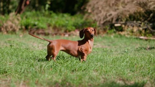Red Dachshund Standing in Backyard Smelling the Air