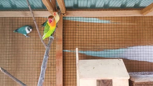 birds are playing in a cage 4k