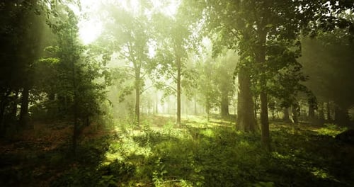 Sunlight Filtering Through Trees in a Serene Forest During Early Morning Hours