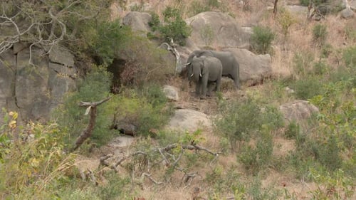 Afrikanische Elefanten (Loxodonta africana) suchen an Klippen nach Nahrung und laufen über Felsen. Schuss im Tief
abwehren