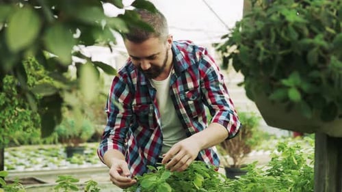 Young gardener works with seedlings and plants in a large organic greenhouse