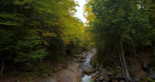 Beautiful Rocky Stream in Woods, Forest Trees River Brooke Autumn