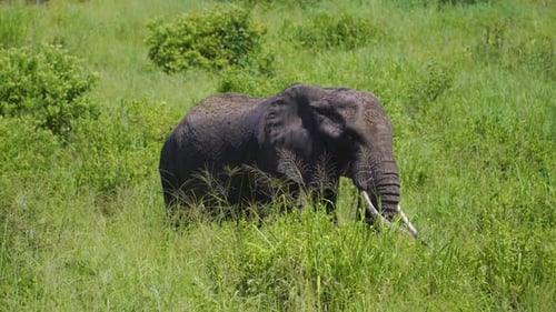 an elephant walks on the African savannah and chews grass in the wild against the background of the