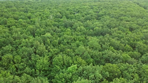 Wild forest landscape view from drone
