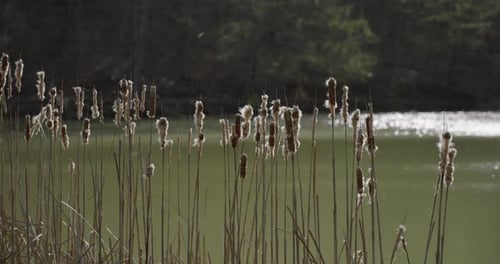 Lake Scene with Tall Grasses and Gentle Breeze