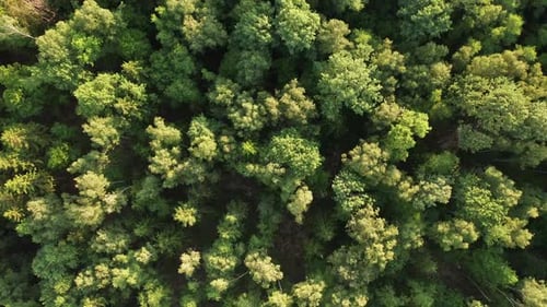 Flug über einen Laubwald mit grünen Bäumen Sommerabend, Blick von oben auf das Waldgebiet
