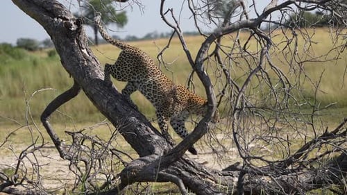leopard walking off tree in africa.