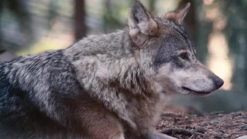 Grey Wolf Resting in Forest Environment