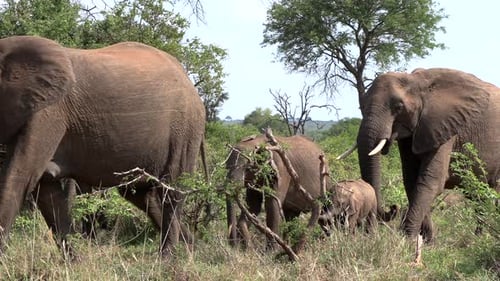African elephants moving together through the green savanna bush of Africa.