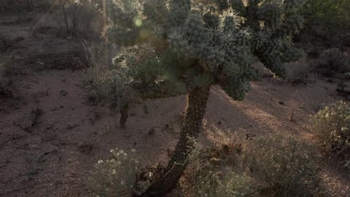 Springende Cholla-Kaktus neigen sich nach oben und zeigen die Krone, die von tief stehender Sonne hinterleuchtet wird
