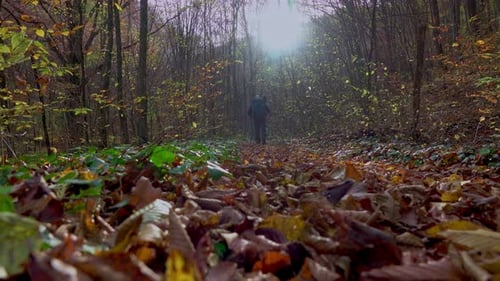 Active man hiking through the forest path covered with colorful fallen leaves
